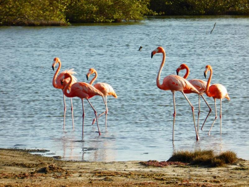 Апартаменты Woodz Bonaire Кралендейк Экстерьер фото